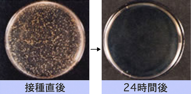 黄色ブドウ球菌の減少